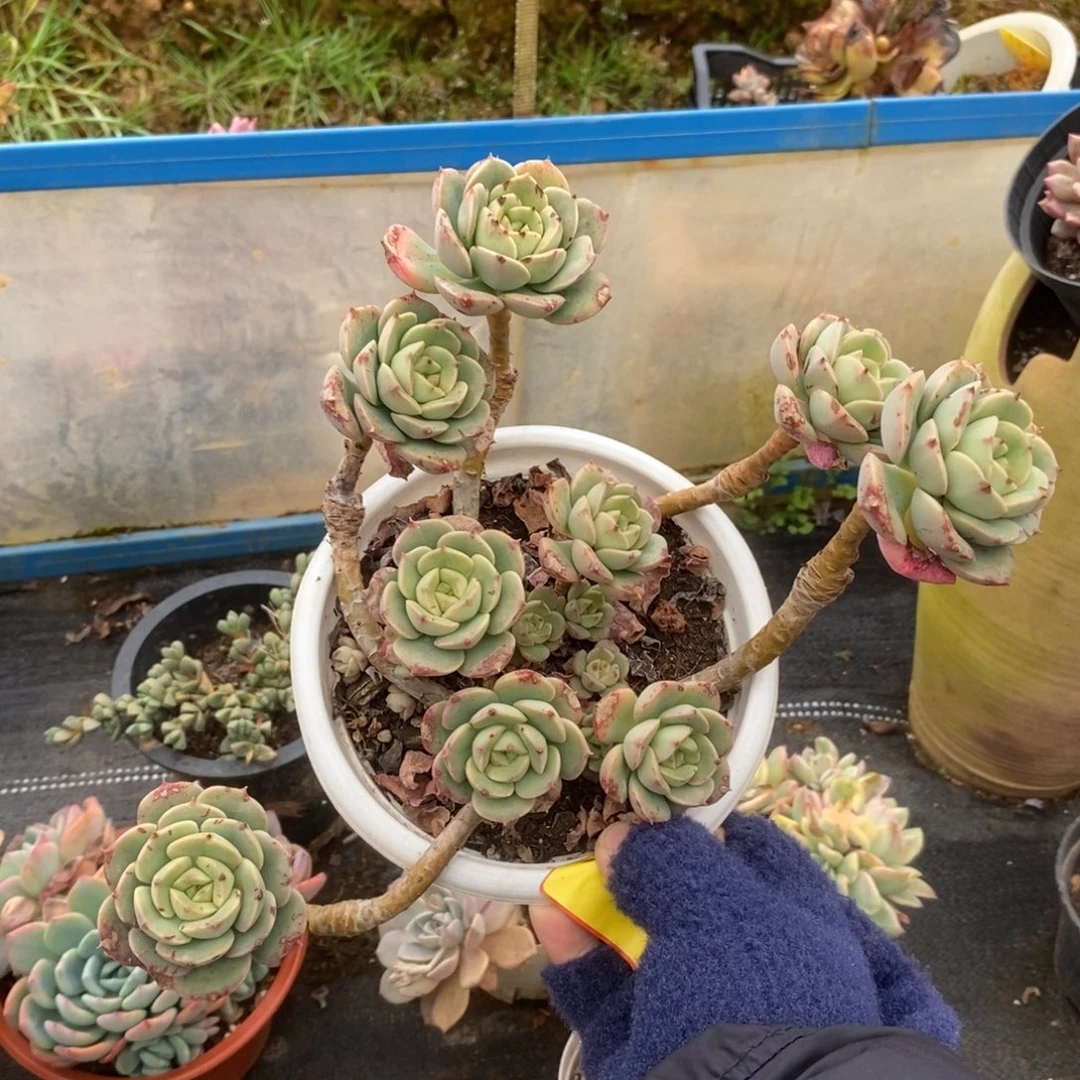 258尼可莎拉玫瑰一物一拍