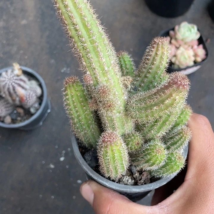 温***紓红花白檀带盆发货玫红色