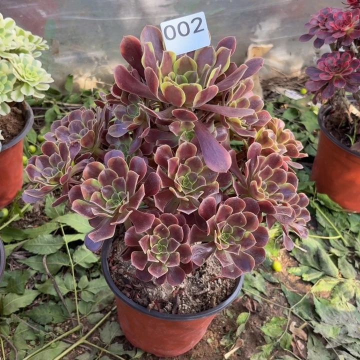 欧佳丽多肉植物不包损002杆不直