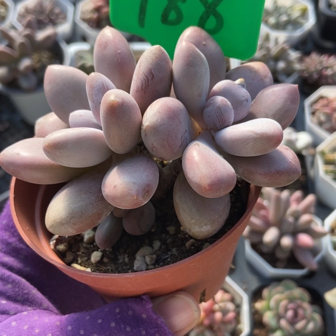 788原始虞美人多肉植物