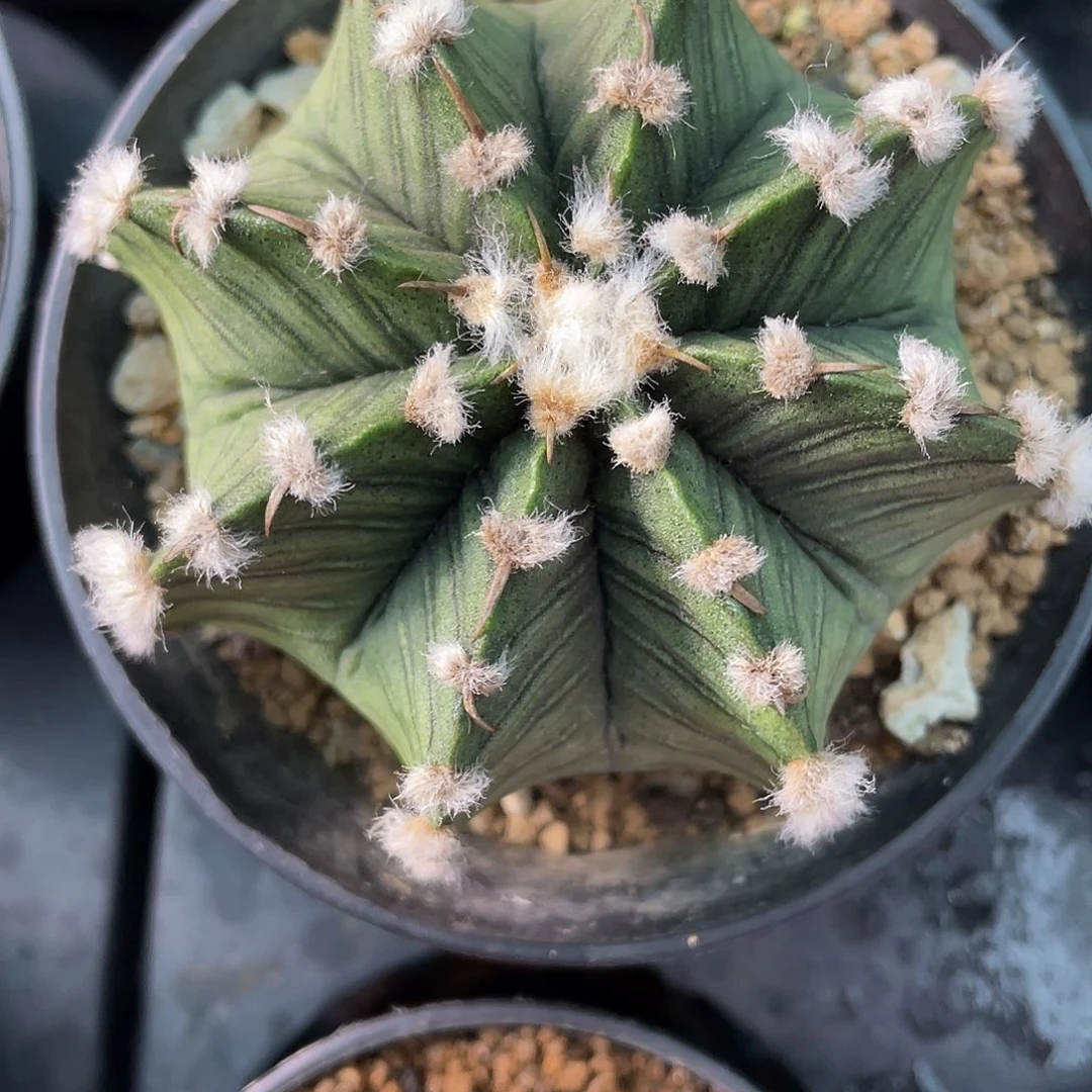 1-172高绒肋骨特价7.8厘米