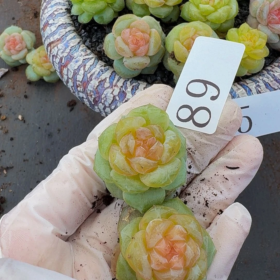 多肉植物多肉植物89