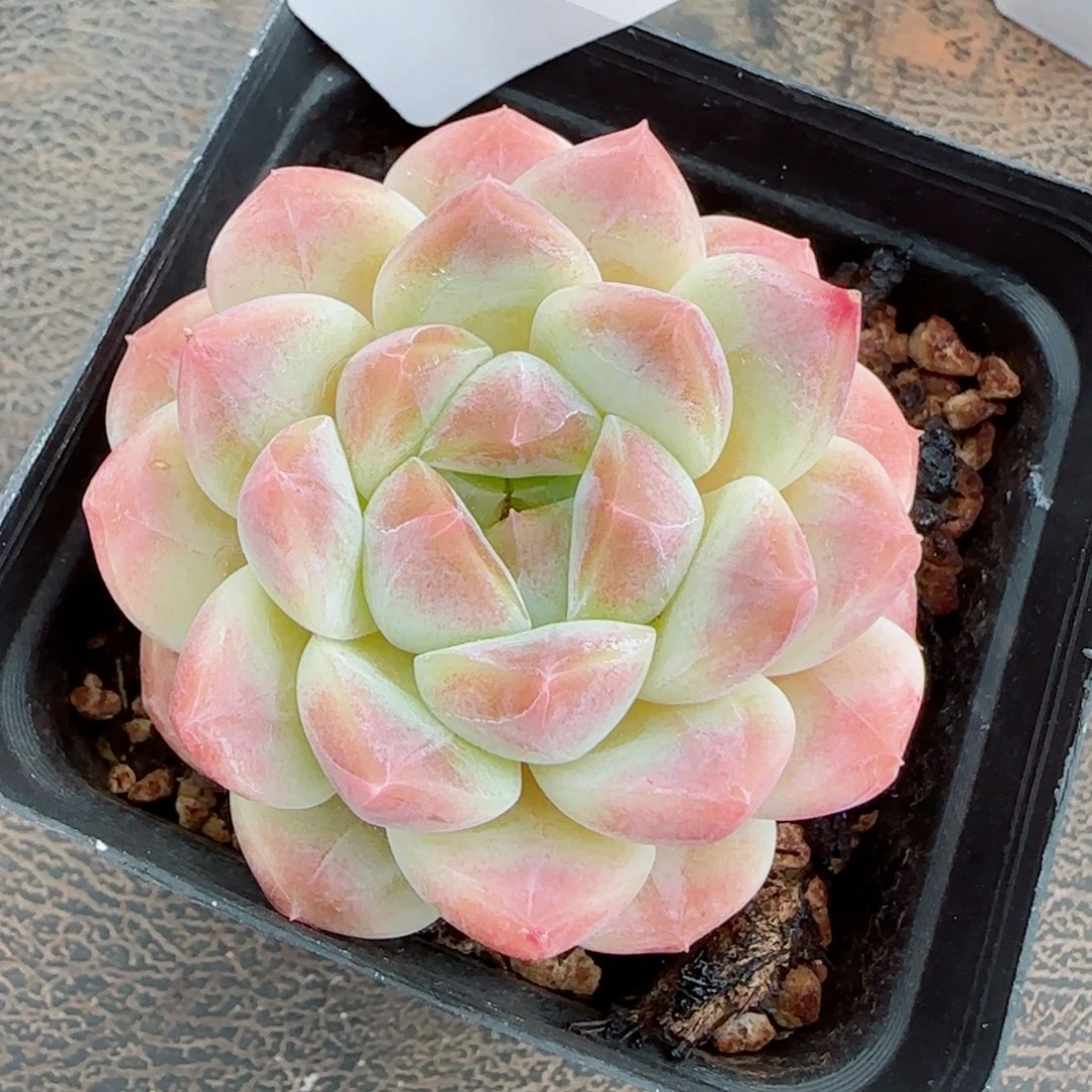 渐变色冰魄，3132多肉