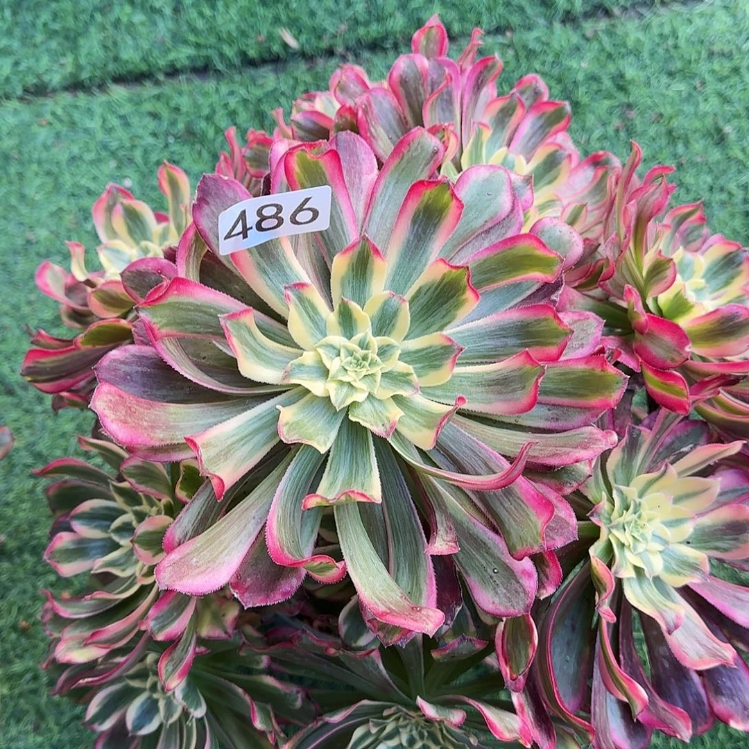 多肉植物法师波斯486