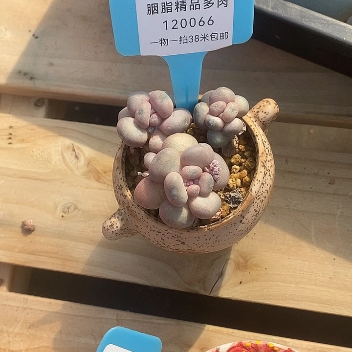 恐龙偷偷看剧我的TM酷我美酒