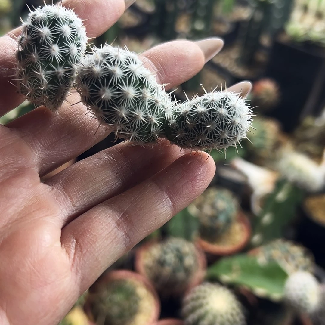 都锦仙人球11111111111