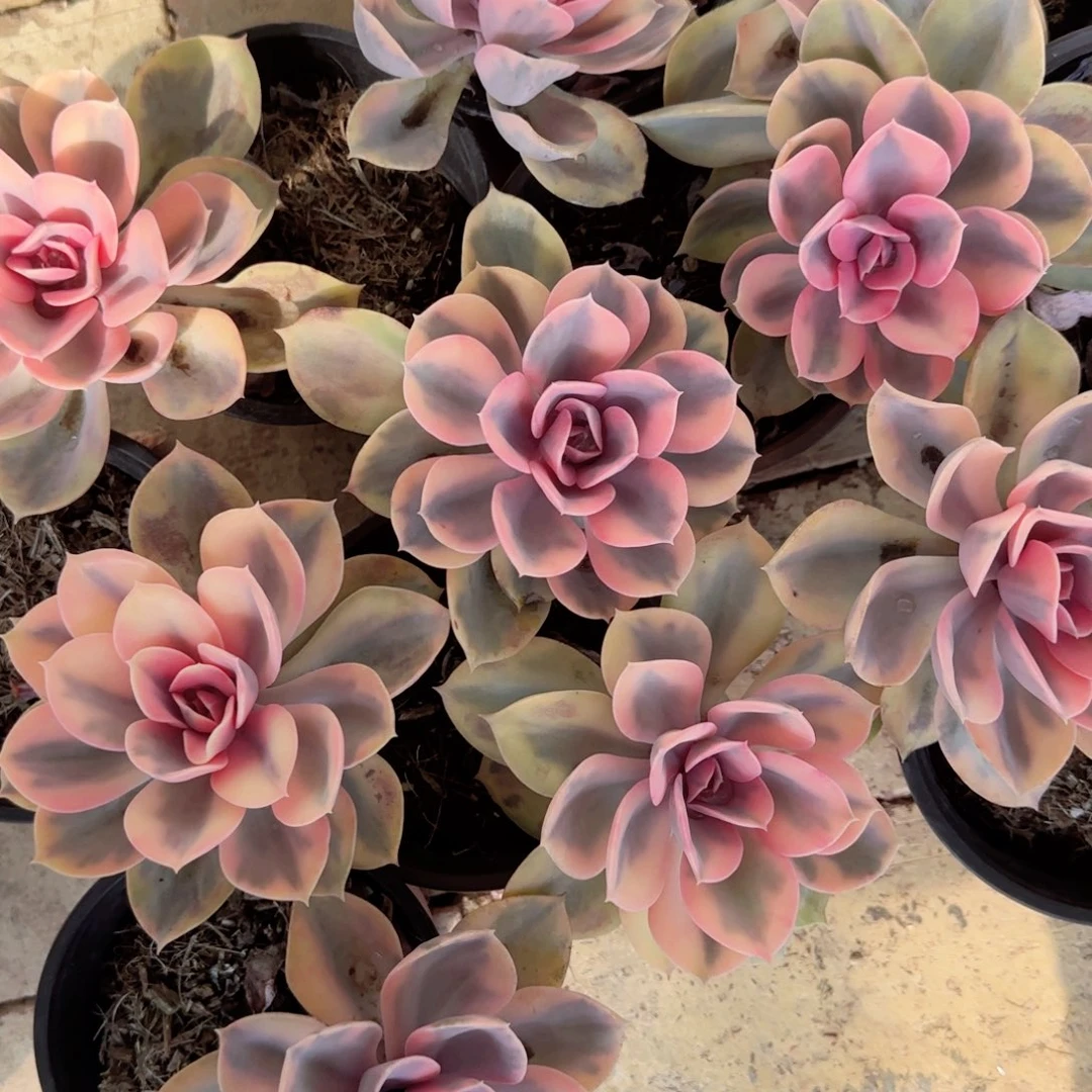 无花朵彩虹大单头