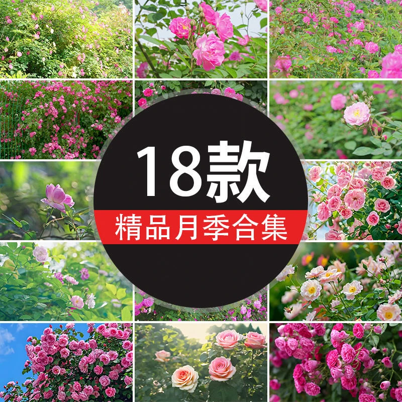 【全疆包邮】多品种月季玫瑰花卉盆栽组合四季开花室外可过冬