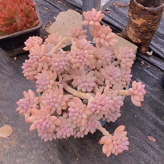 单***丹婴儿手多肉植物群