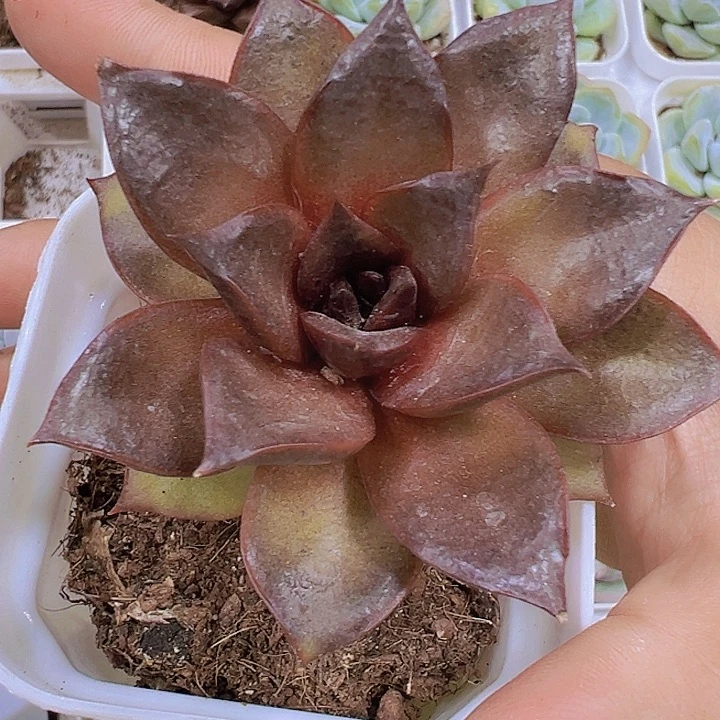 黑玫瑰19包邮多肉植物