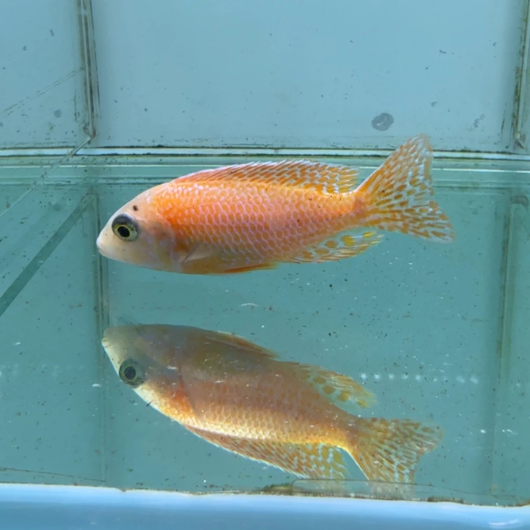 慈鲷1069火焰红。
