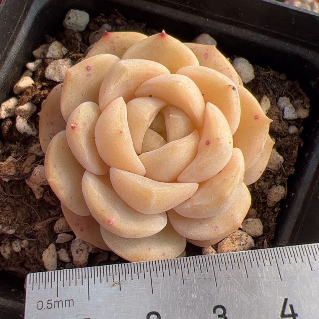 246 多肉植物组合