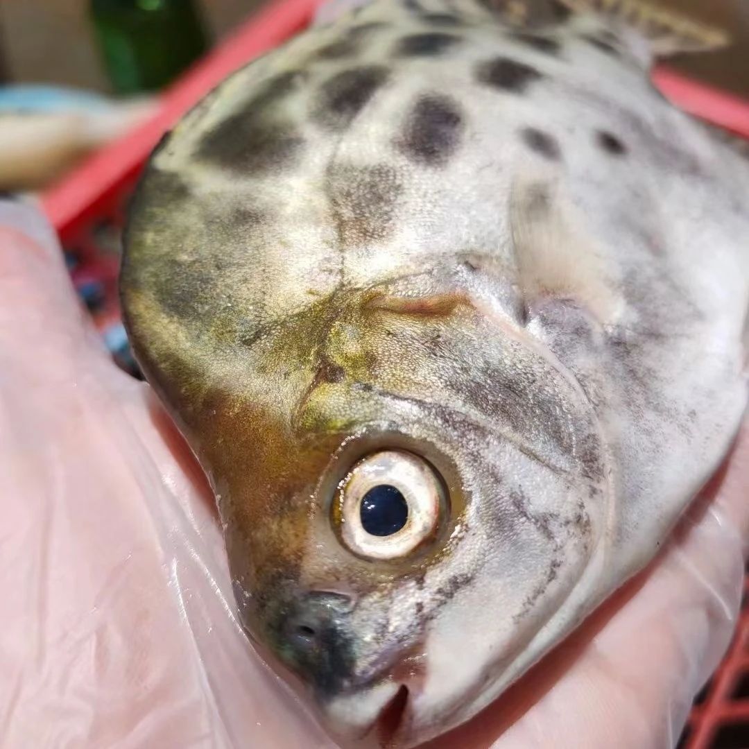 潮汕一级海鲜金鼓鱼