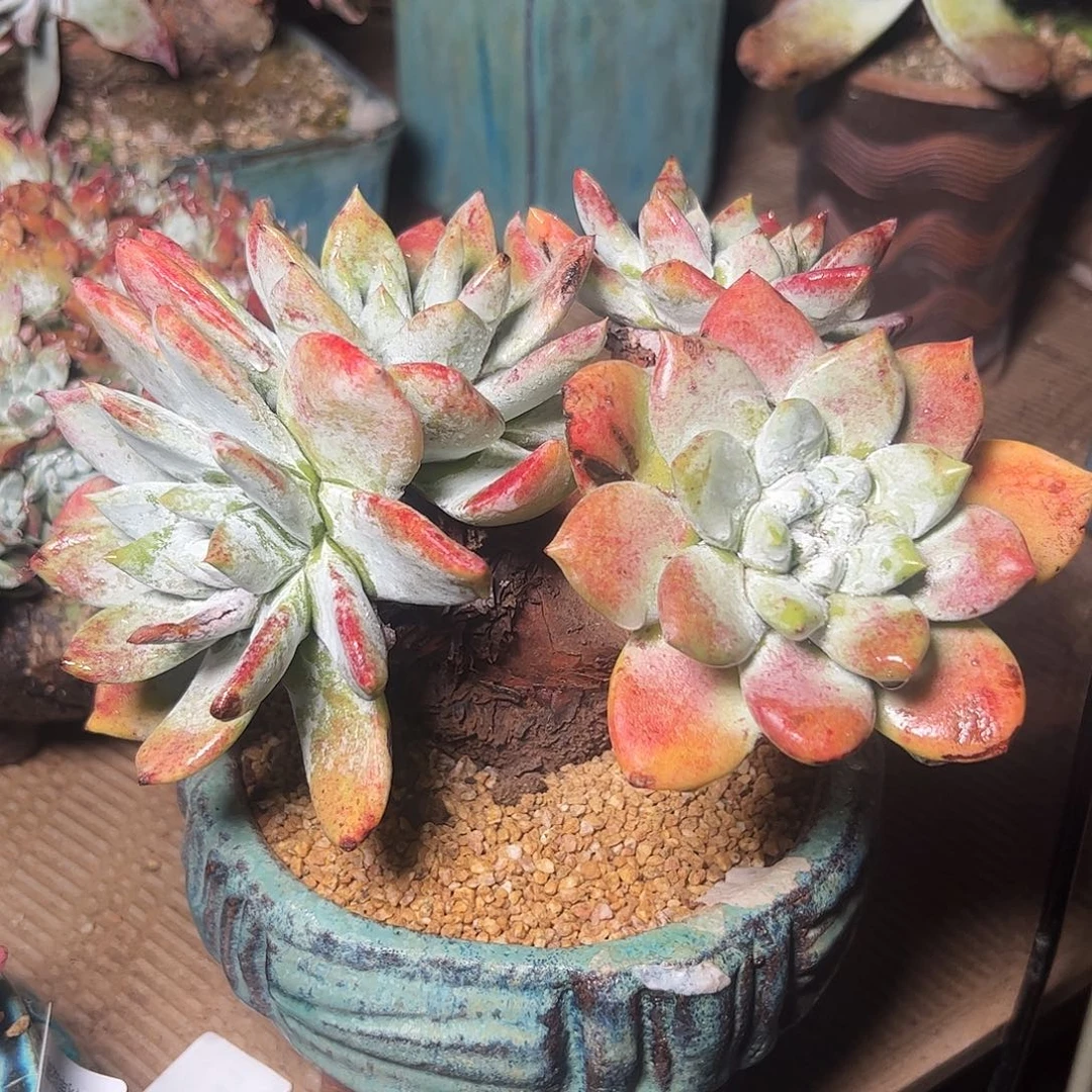 4189拇指苹果叶仙女杯