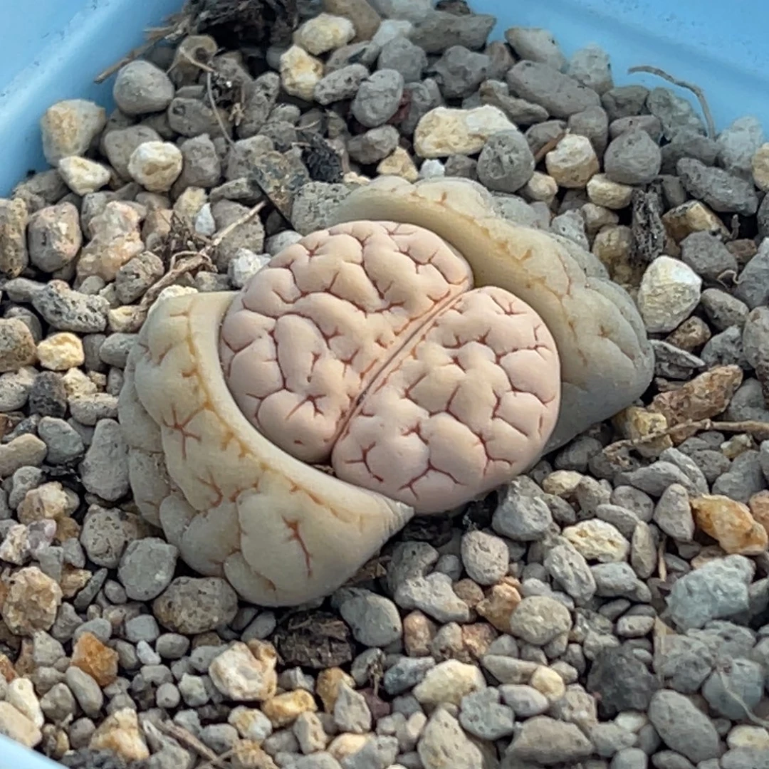 7362凹凸脑纹189一颗
