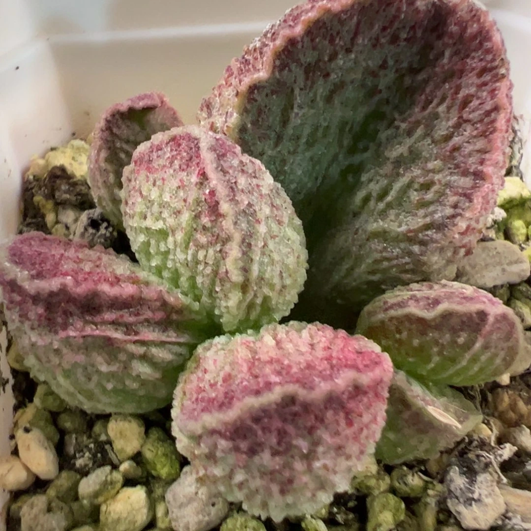 实生新品大苗多肉植物水泡多肉植物