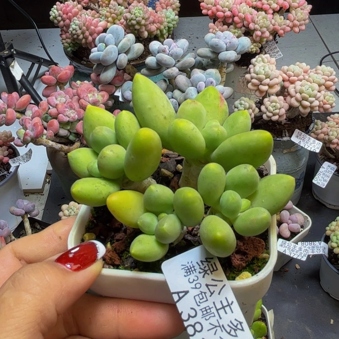 子***陌芒果奶酪3810/8cm多肉