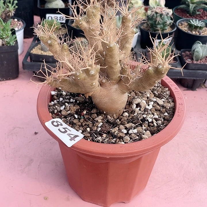 854超大黑鬼殿厚墩菊