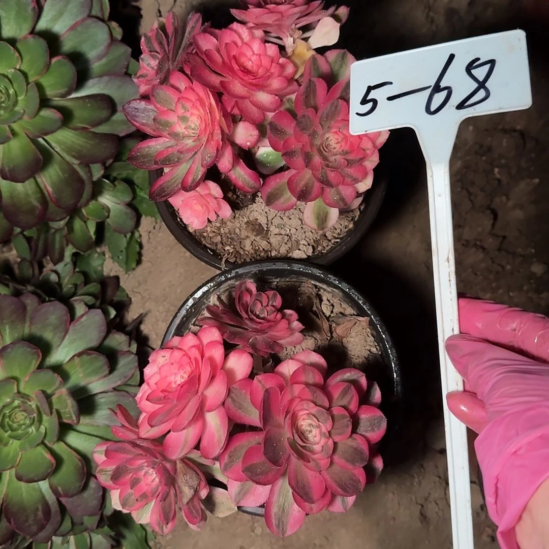 5-68两个荔枝-----