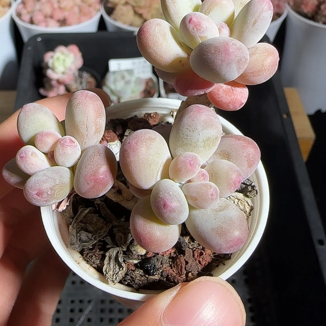 多肉1219-05苹果美人小老桩