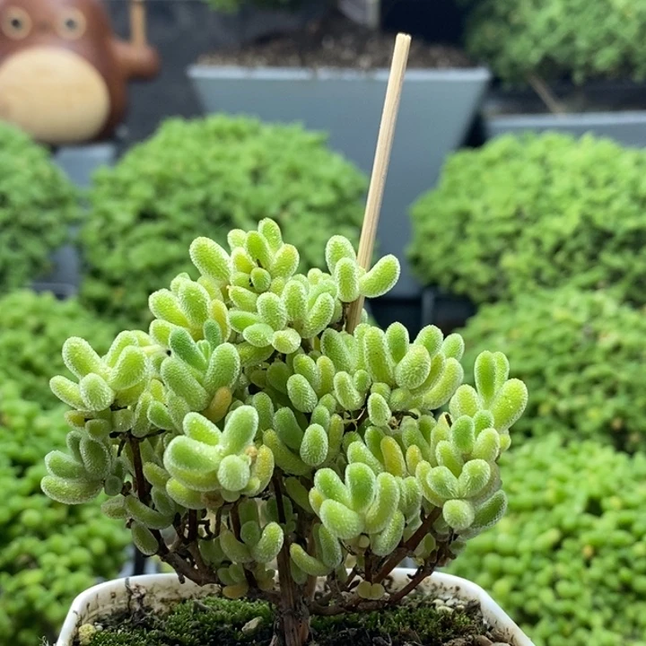 冰橙8202枝干番杏