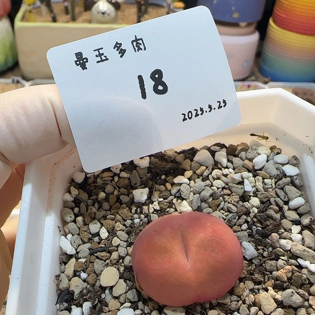 多肉多肉多肉6.25-018蟠桃1801