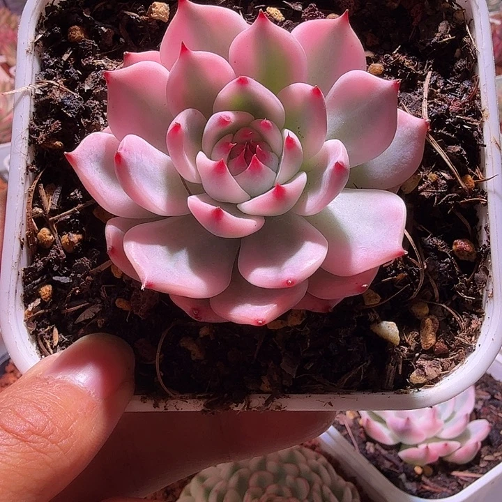 吉娃娃锦多肉植物