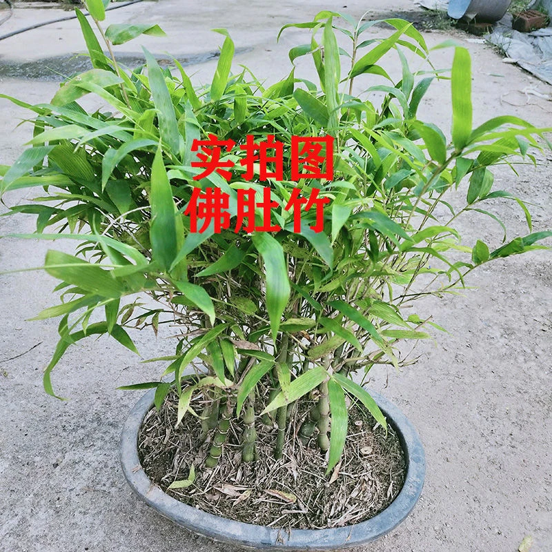 佛肚竹盆栽室内矮化耐荫葫芦竹室内阳台四季观赏绿植花卉
