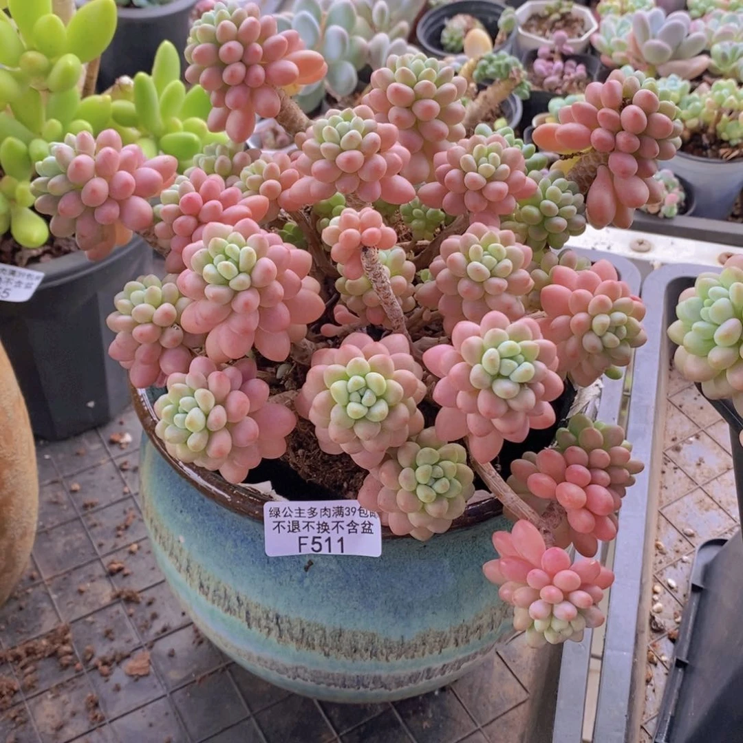 鱼子酱老桩18cm511多肉植物