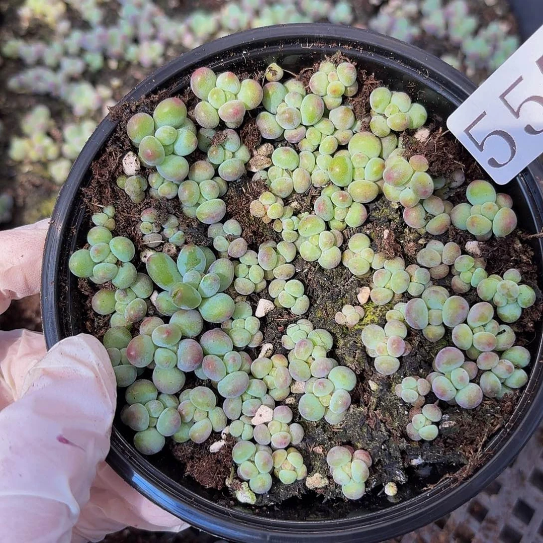 多肉植物多肉植物557