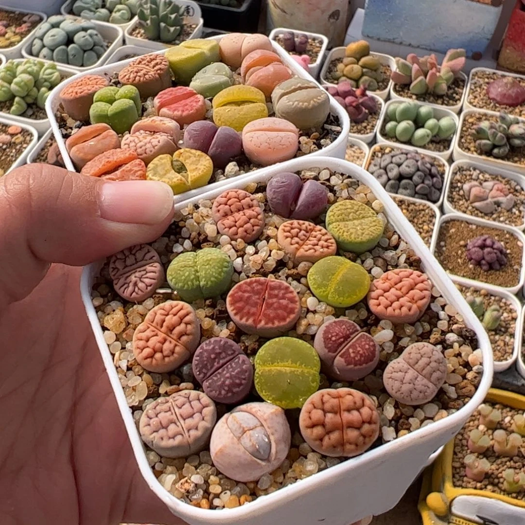 852多肉植物保护