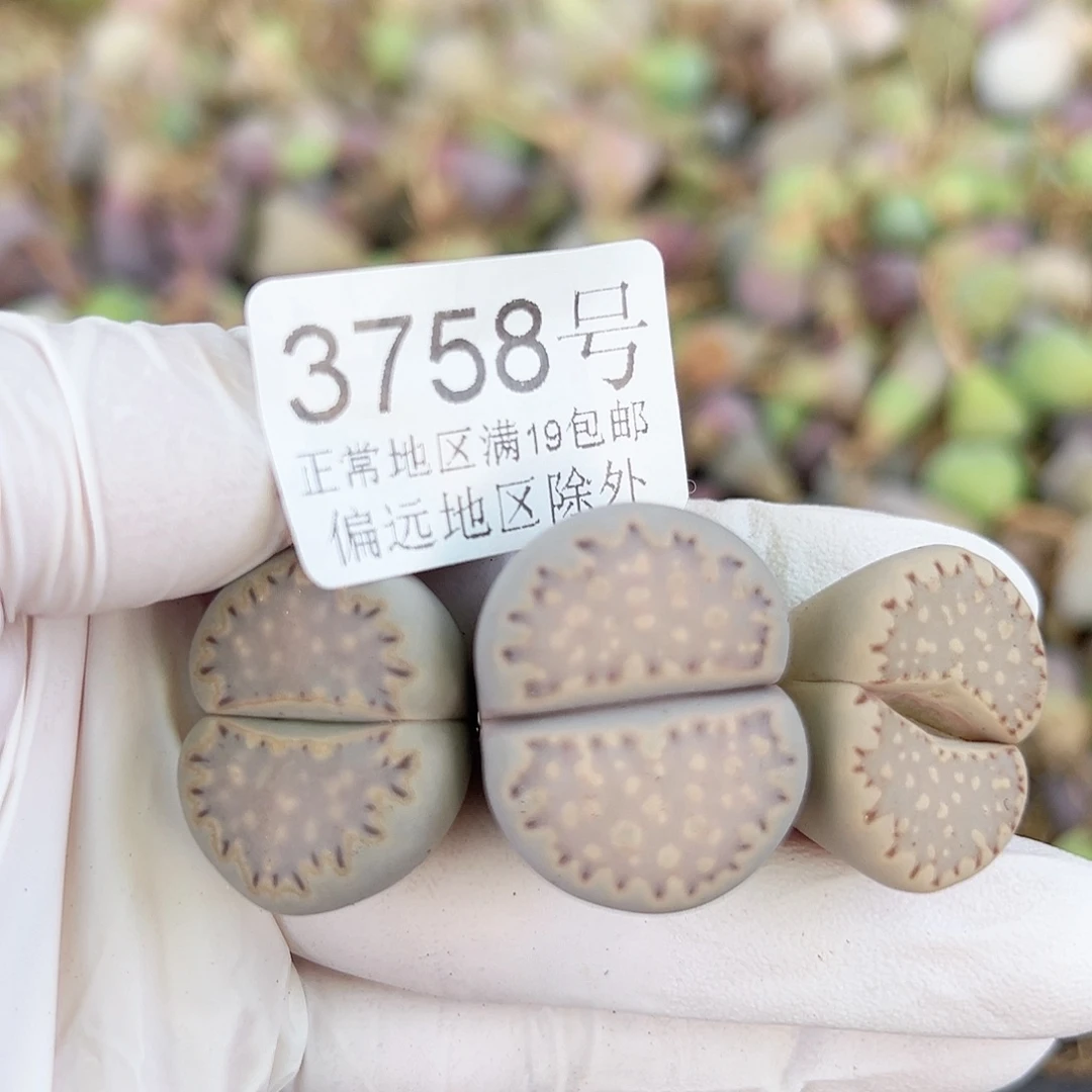 3758四年大饼干3个2.5cm左右