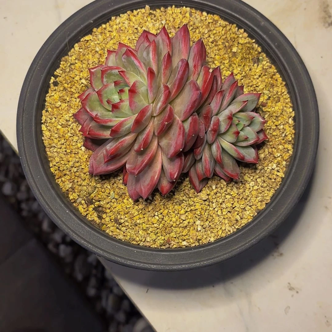 唯*夜魔侠123444225