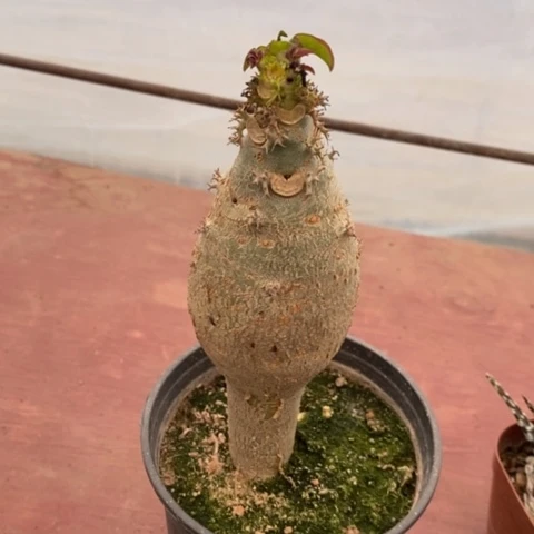 佛肚海堂5仙人球