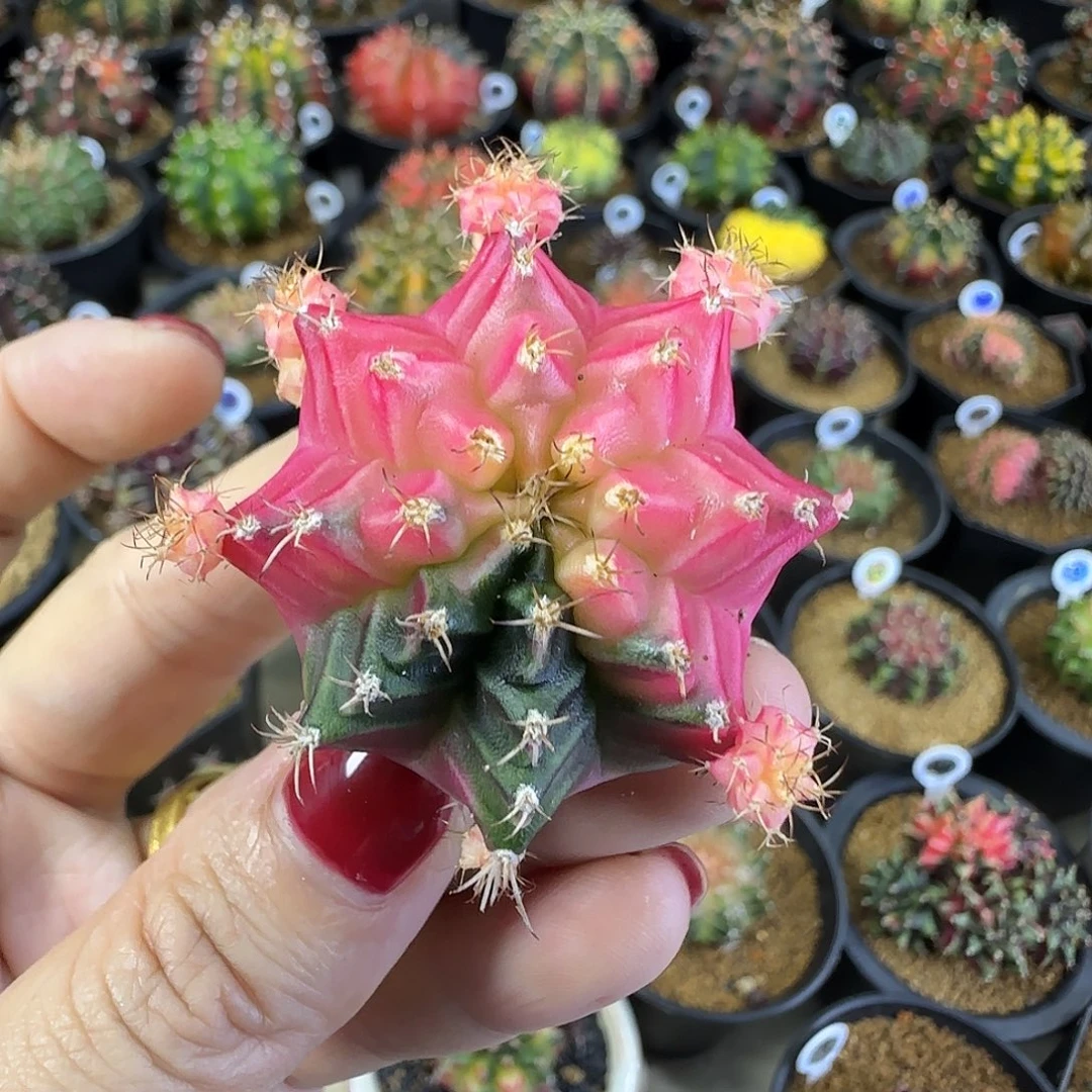 米哈锦，福利价直接拍