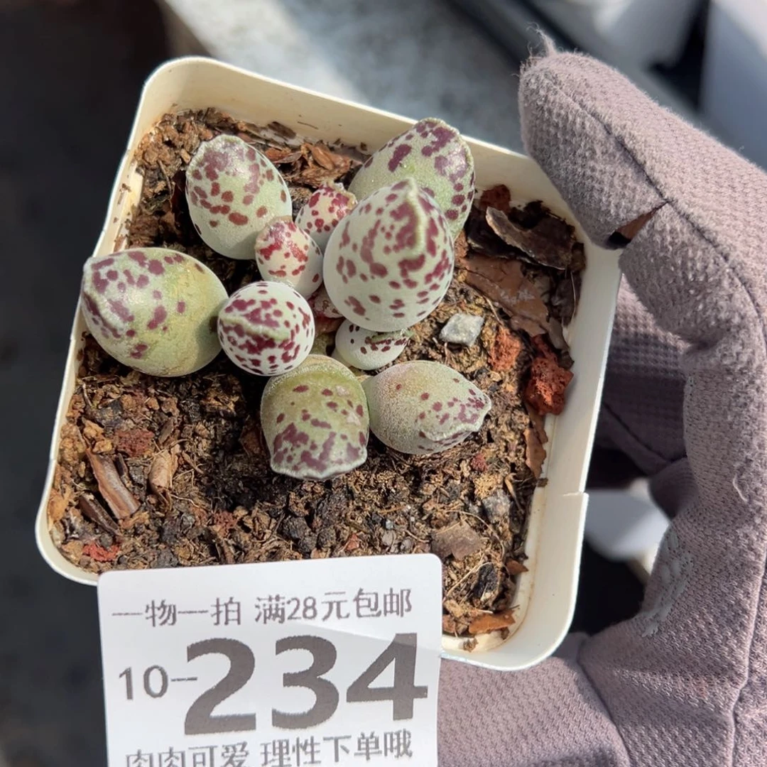 海豹多肉多肉多肉多肉