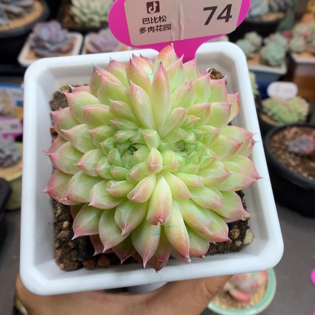 74蝴蝶麦杆多肉植物