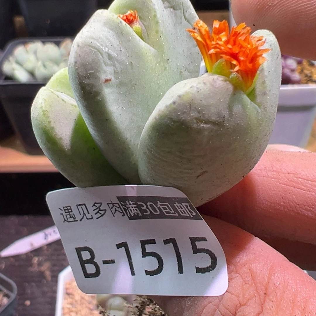多肉植物111111111111