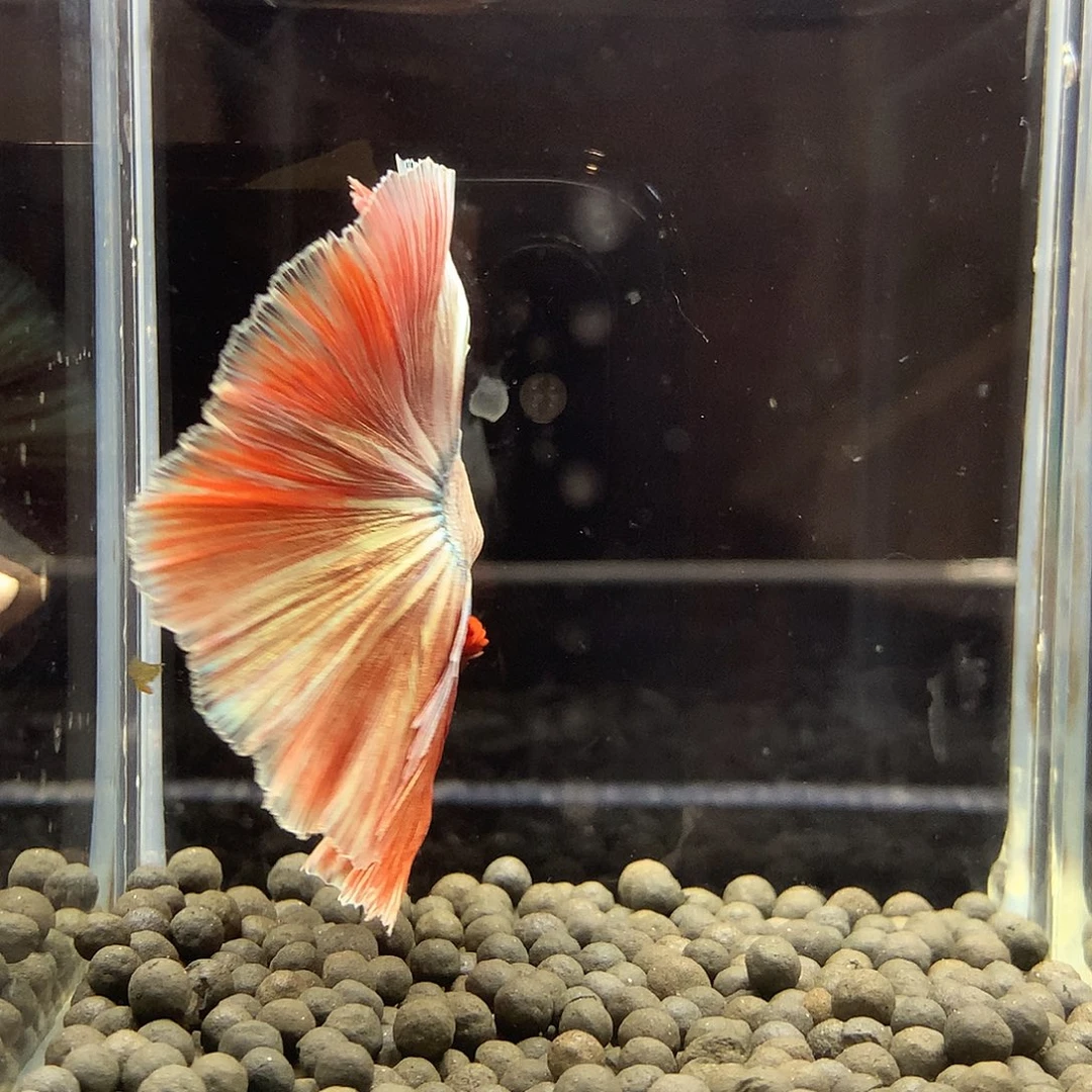 斗鱼七弟泰国斗鱼559