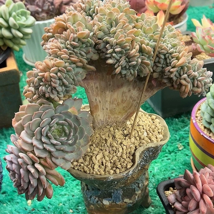 玛瑙坠，，，，，，，，，，，，，，，，，，