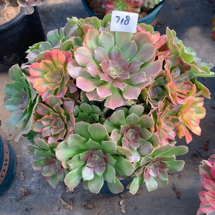 沈*小718七彩绍羞精品法师多肉