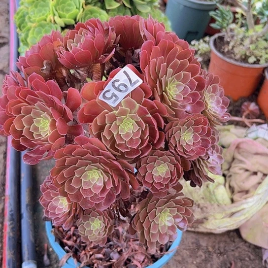 *****多肉植物一个有修过