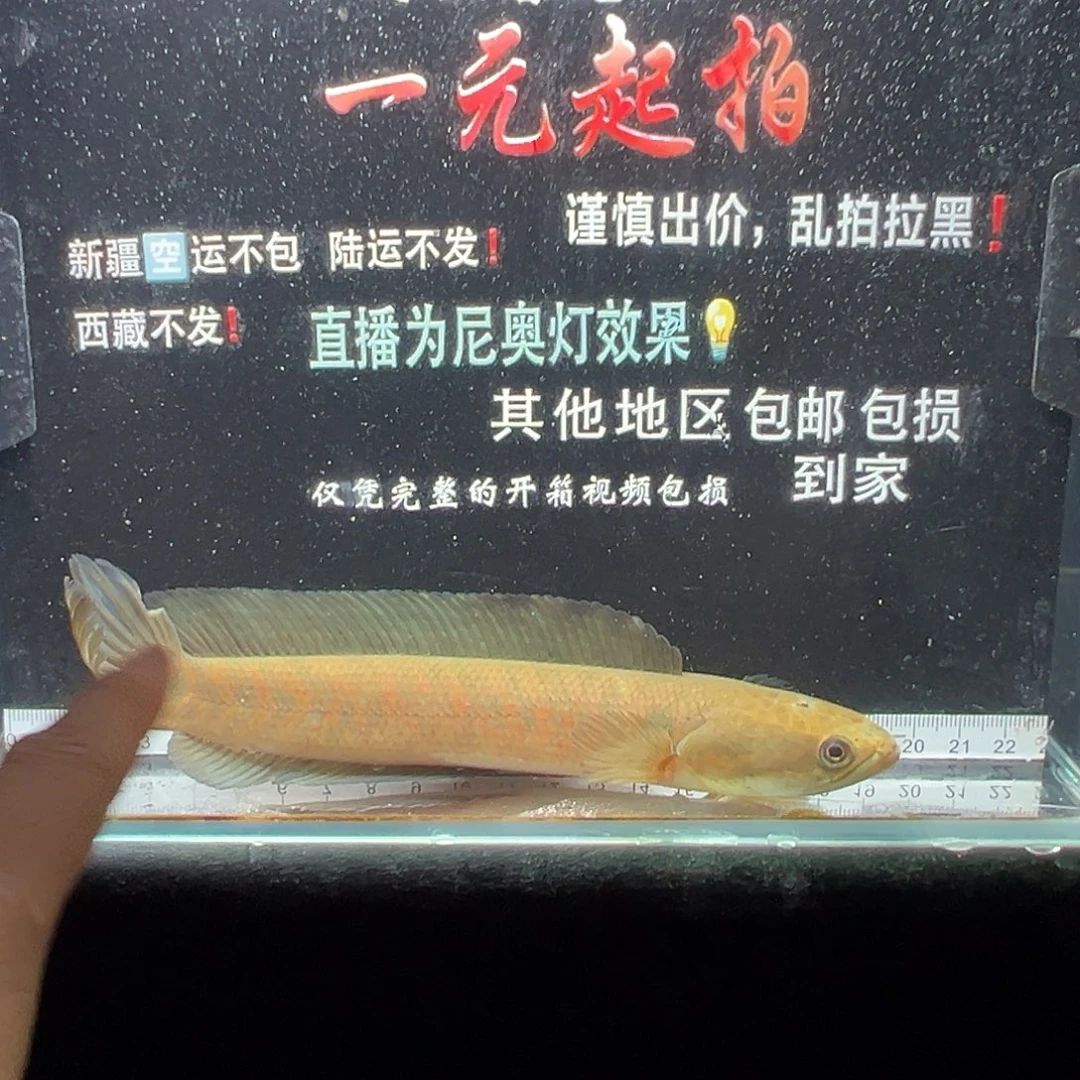 雷龙鱼七星雷龙七星雷龙