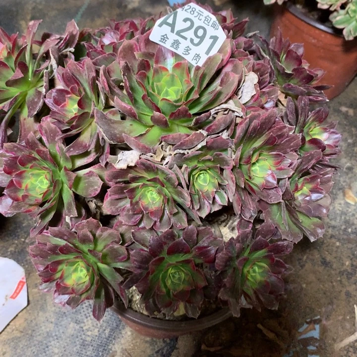 291多肉植物一物一拍