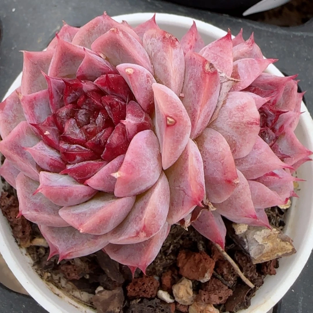 花语逸镜0224-45