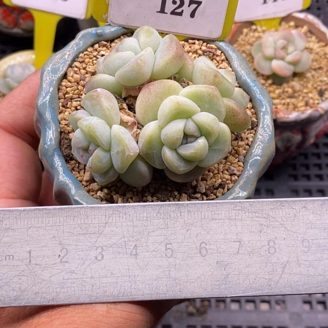 9127冰玉四头丸叶多肉植物