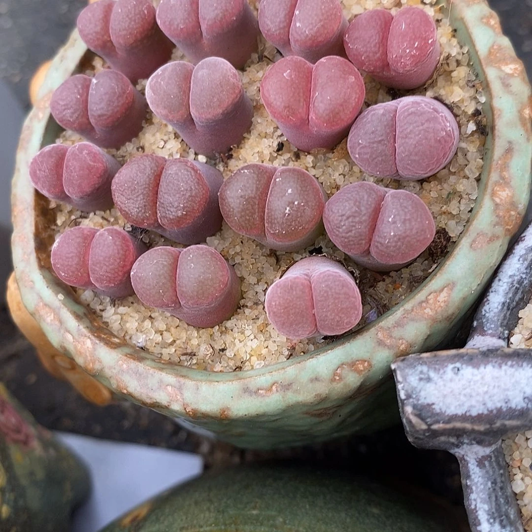 紫萝莉风铃一头。        福利。