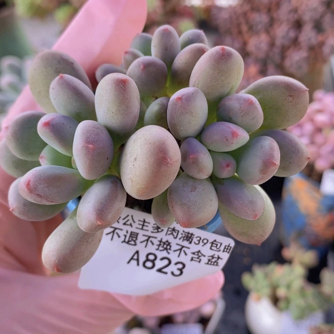 仙子奶6cm823多肉植物