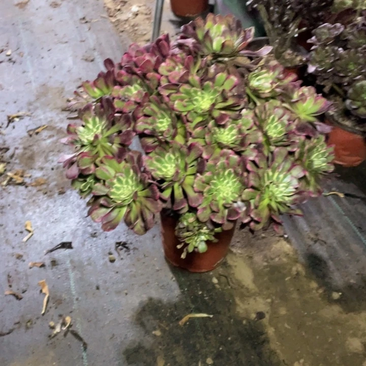 64多肉植物多肉多肉多肉