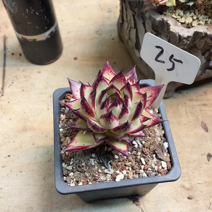 多肉植物，黄皮乌木25号
